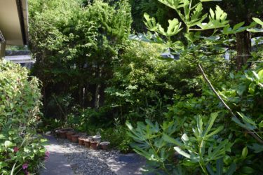 春夏は雑草の季節！