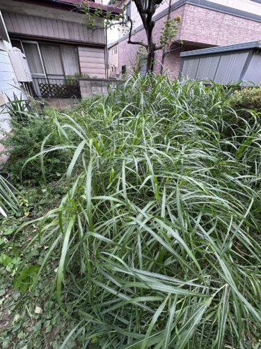 これからの季節に！お庭の草刈りキャンペーン　今なら10%オフで承ります